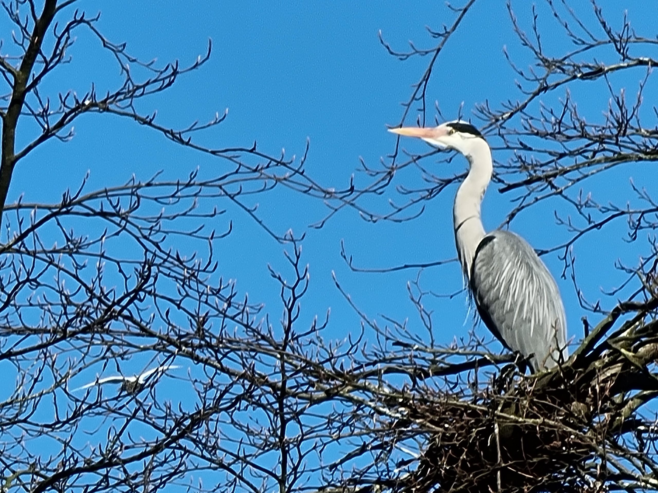 grey-heron-queens-park-bolton