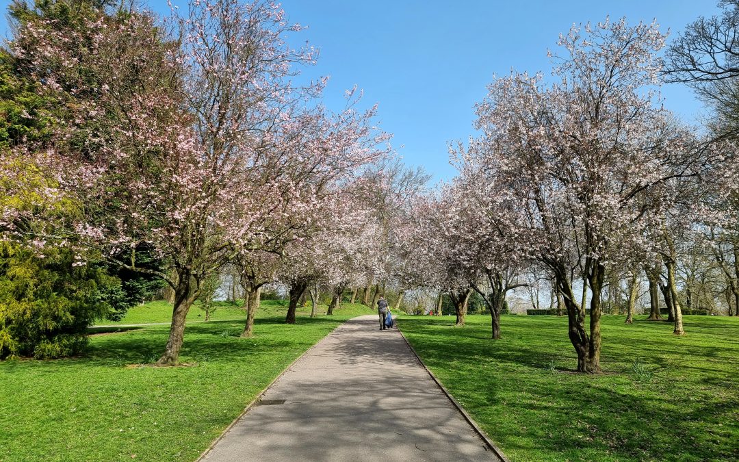 cherry-blossom-trees-queens-park-bolton