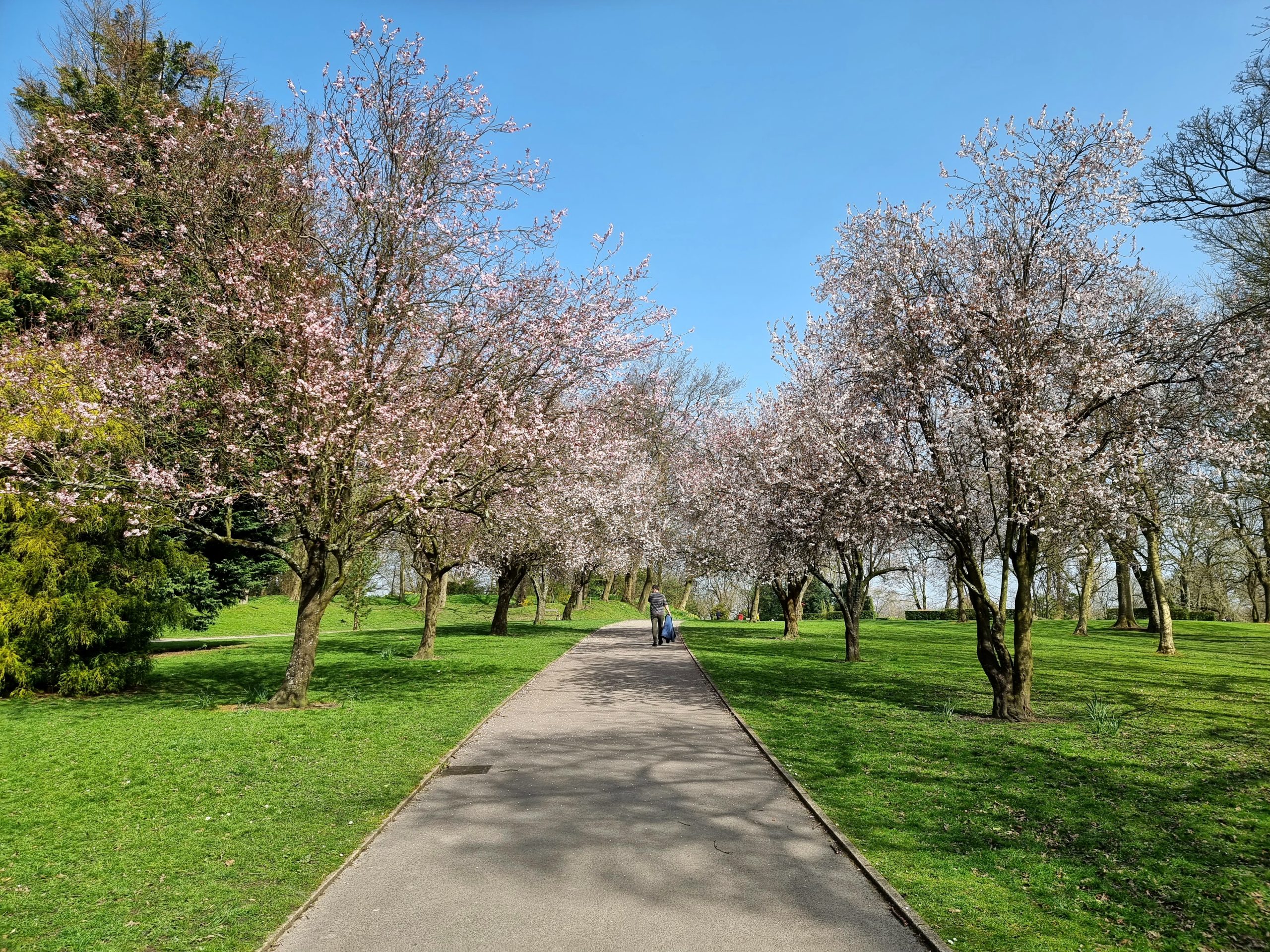 cherry-blossom-trees-queens-park-bolton