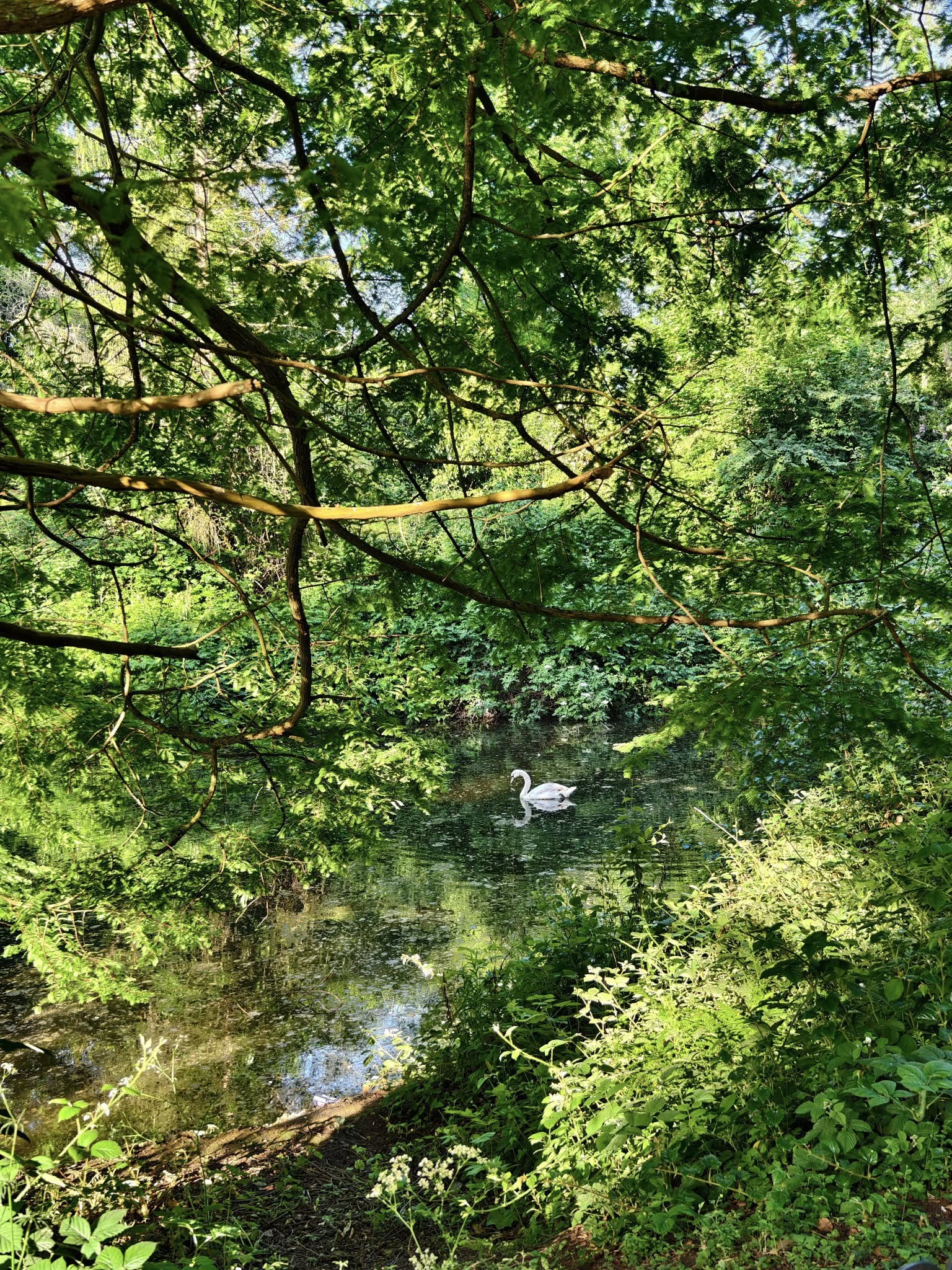 queens-park-bolton-in-summer