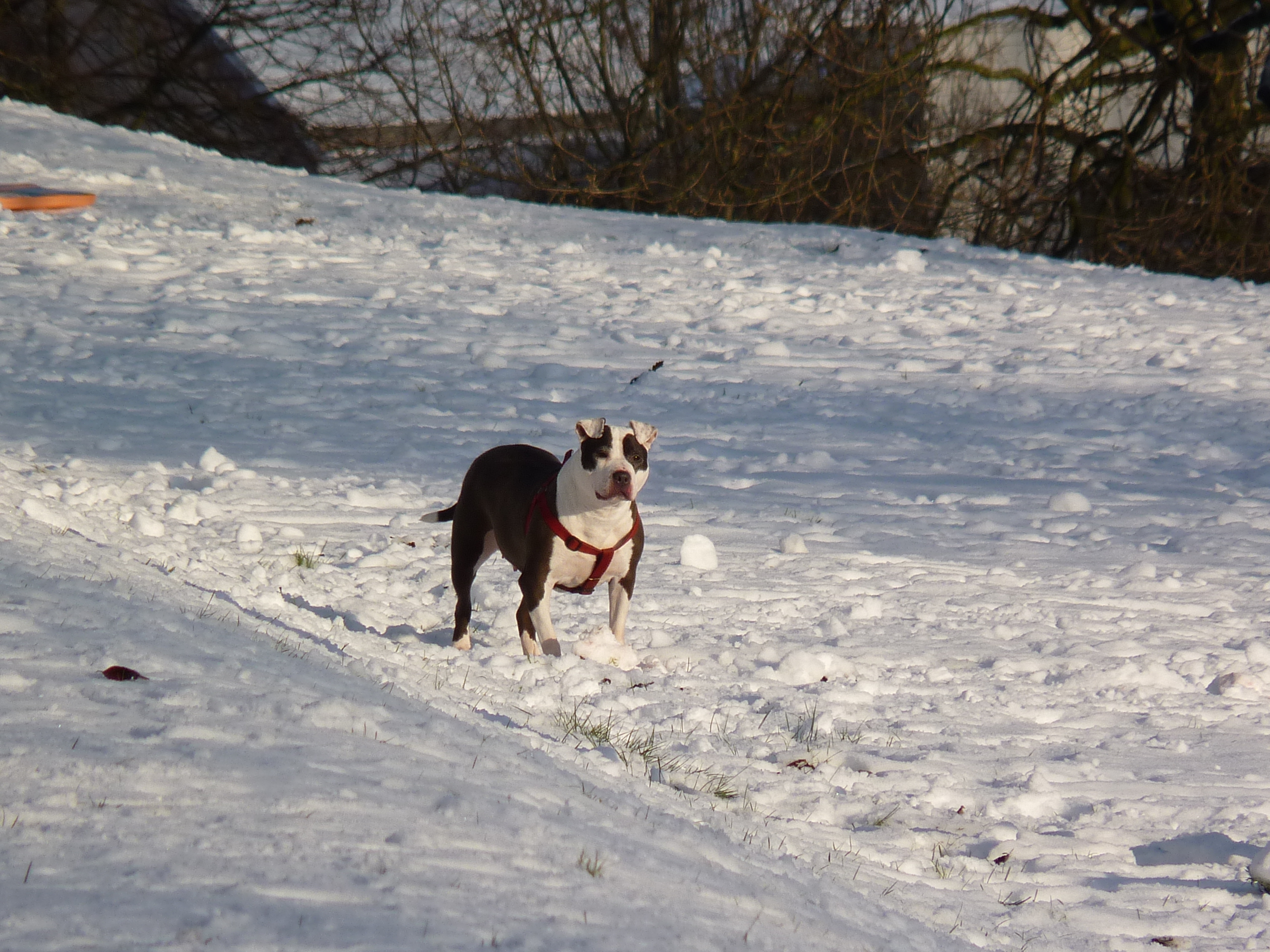 dog-in-queens-park-bolton-in-the-snow