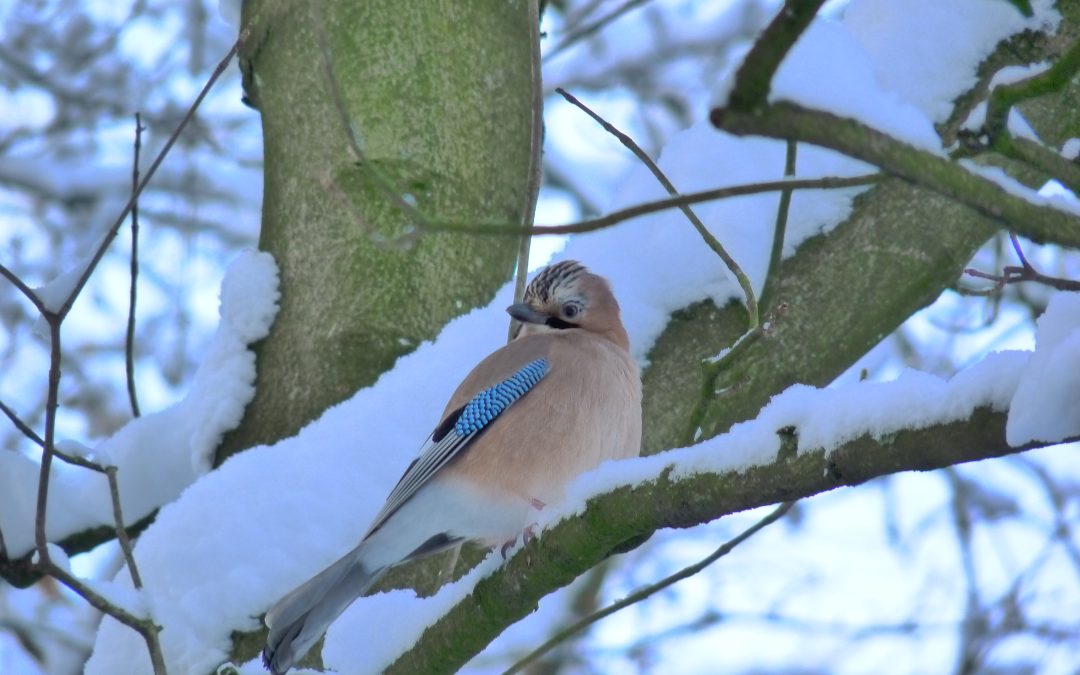 jay-bird-queens-park-bolton-in-winter