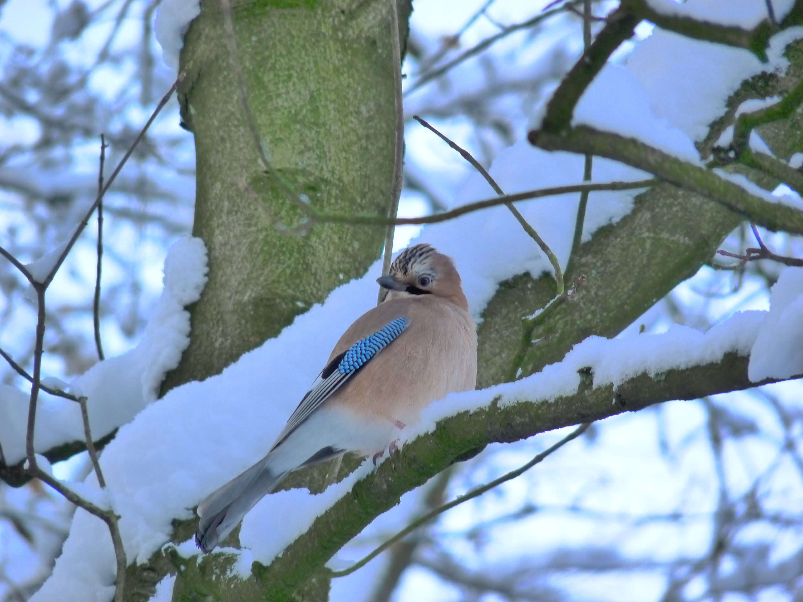 jay-bird-queens-park-bolton-in-winter