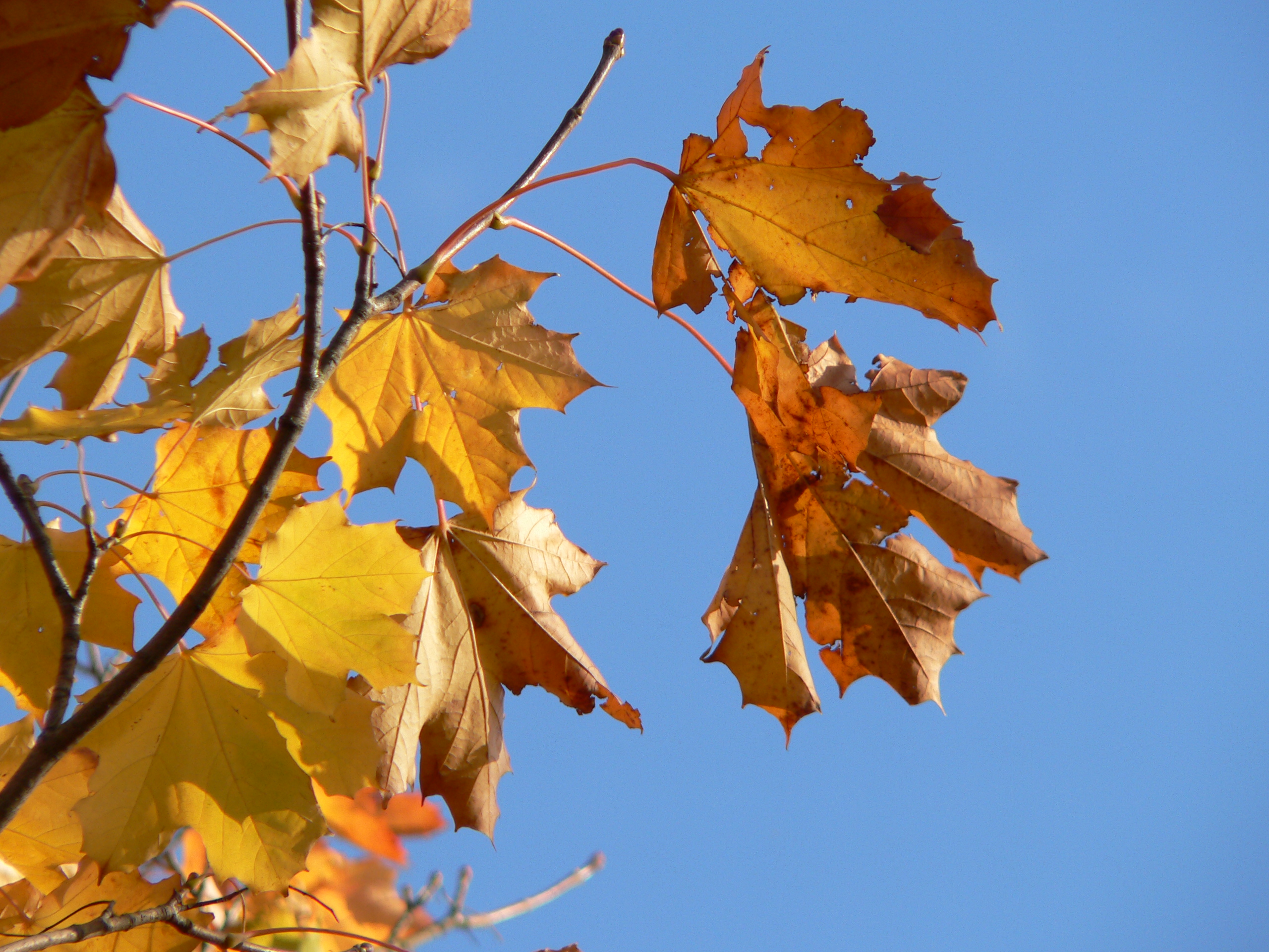 queens-park-bolton-autumn