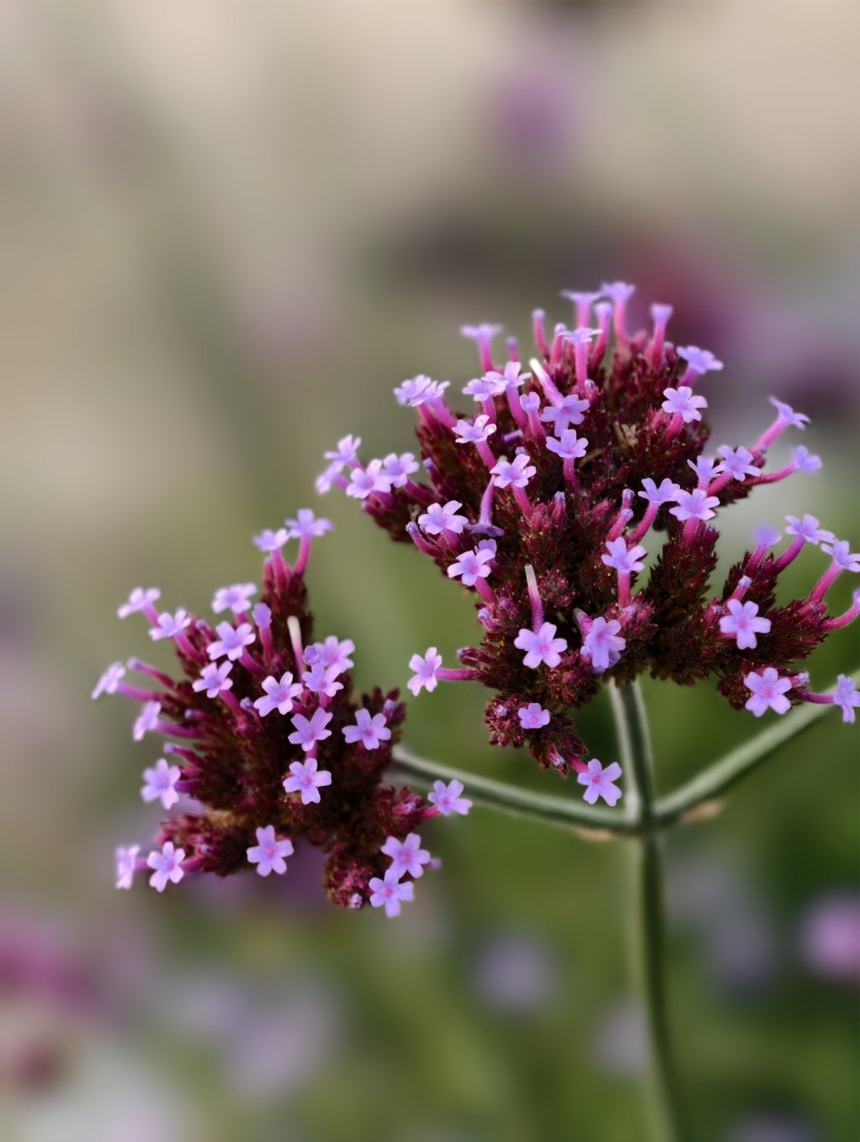 queens-park-bolton-sensory-garden-1