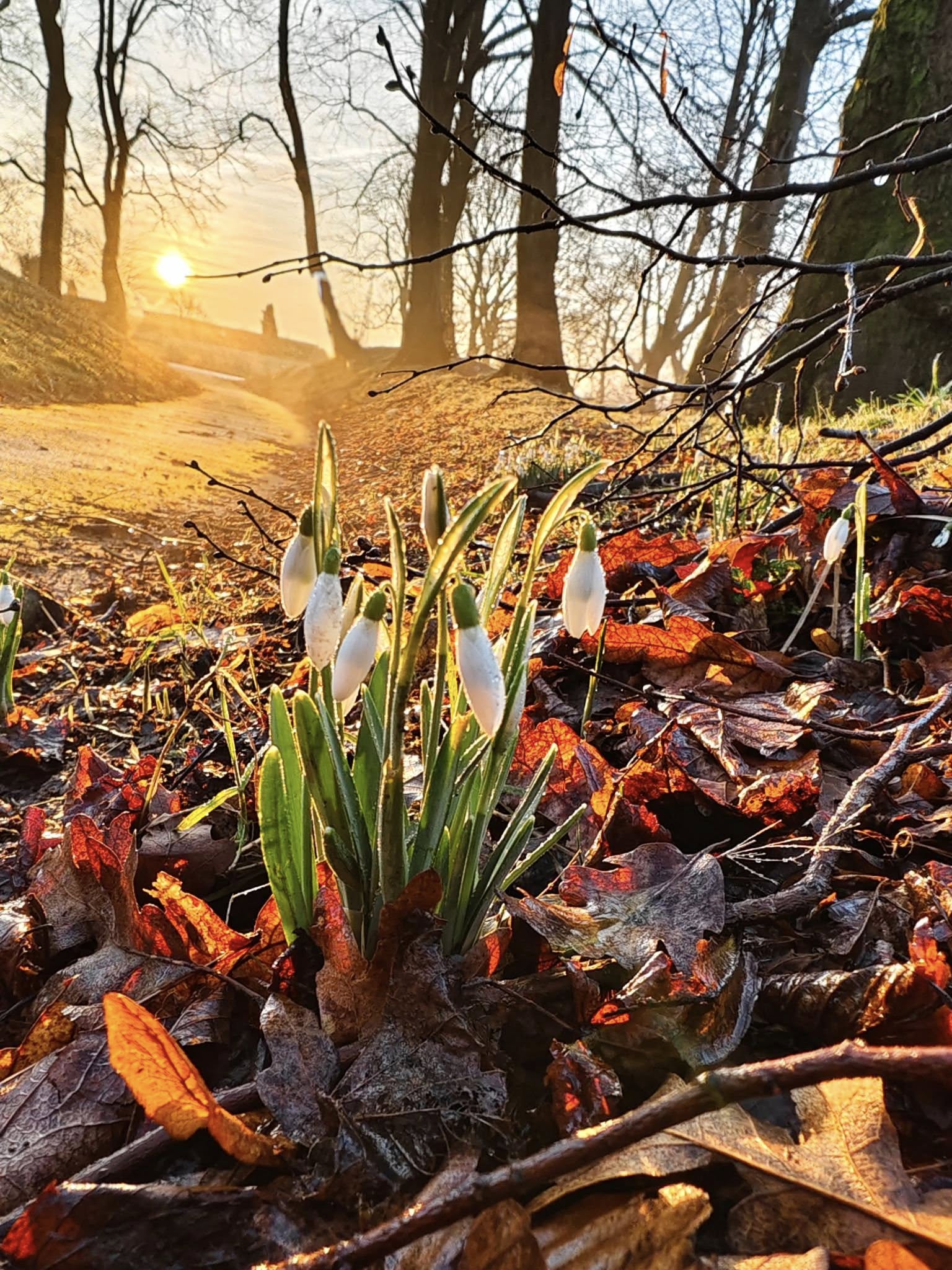 snowdrops-queens-park-bolton-in-spring