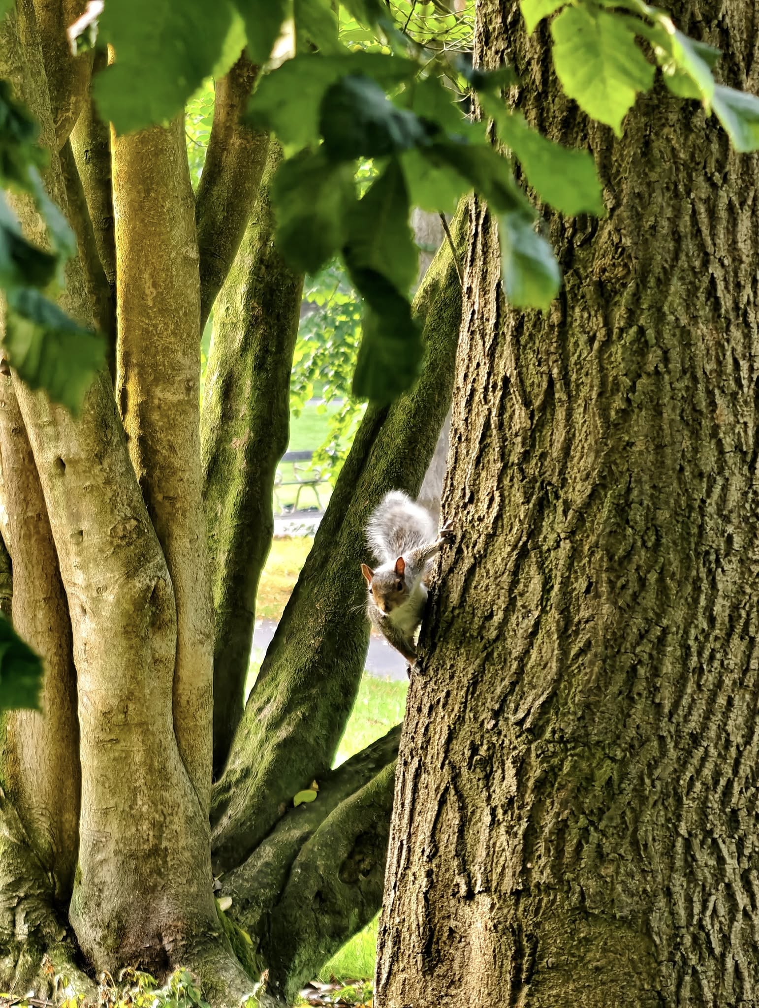 squirrel-on-a-tree-queens-park-bolton