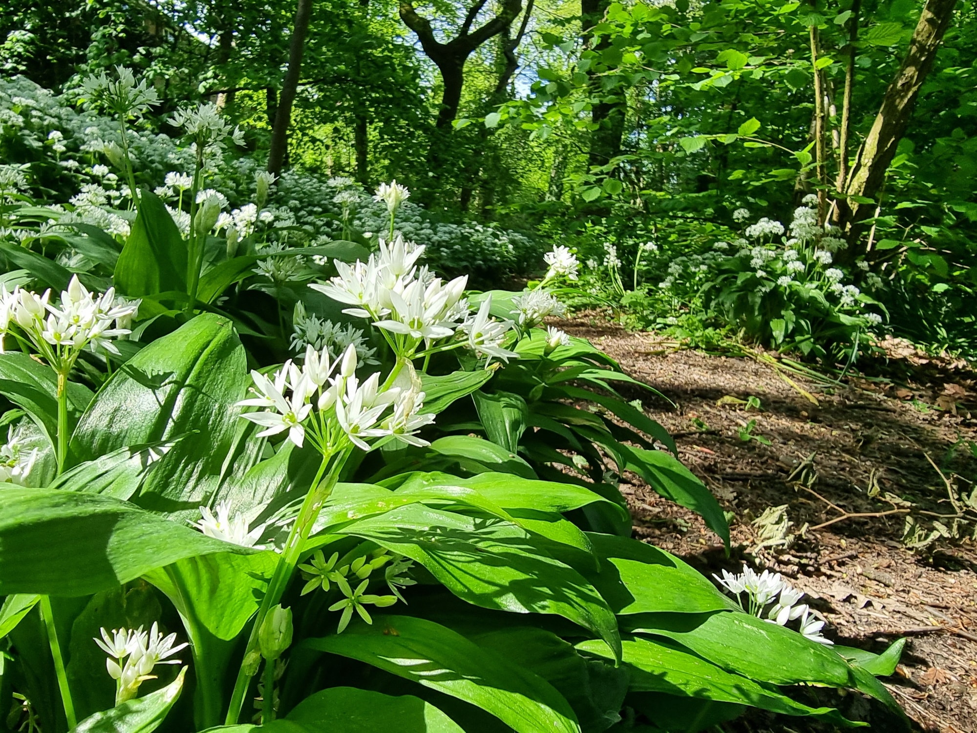 wild-garlic-queens-park-bolton2